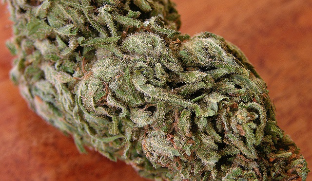 Read more about the article Child Dies of Possible Marijuana Overdose